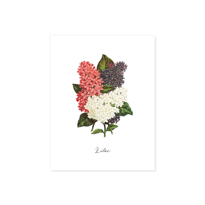 watercolor lilac flowers in white, pink, and plum colors with the word lilac at the bottom printed on matte white paper