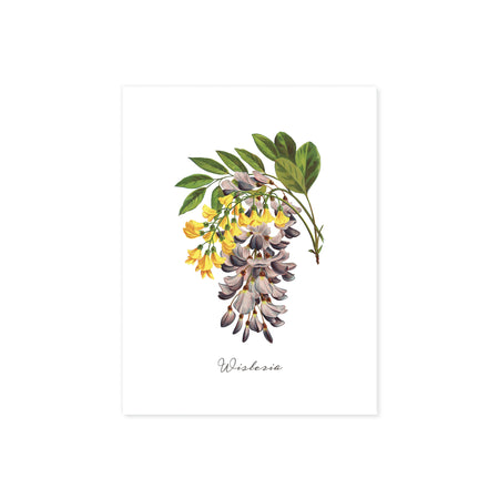 wisteria in pale plum and yellow watercolors with greenery printed on matte white paper